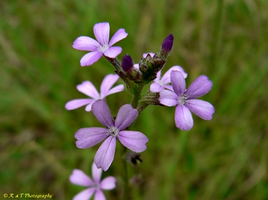{Buchnera floridana}